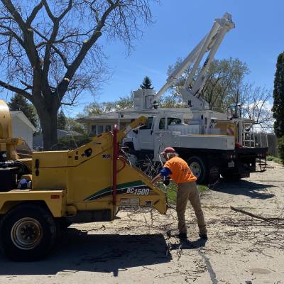 TREE REMOVAL